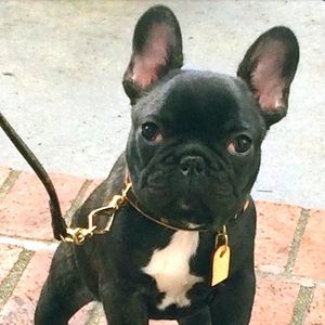 Meet your Posher, Beau